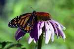 monarch-on-echinacea.jpg